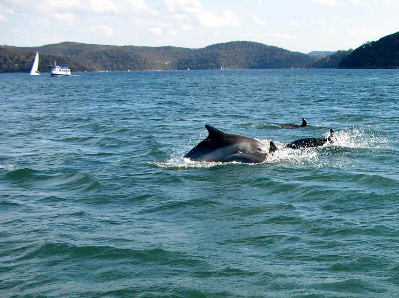 Dolphins at play on the Hawkesbury